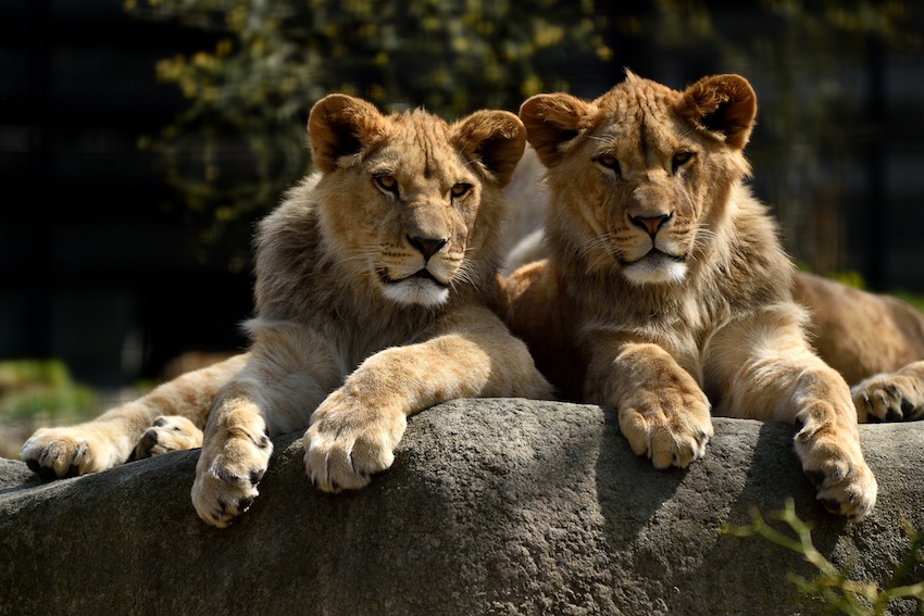 zoo de vincennes