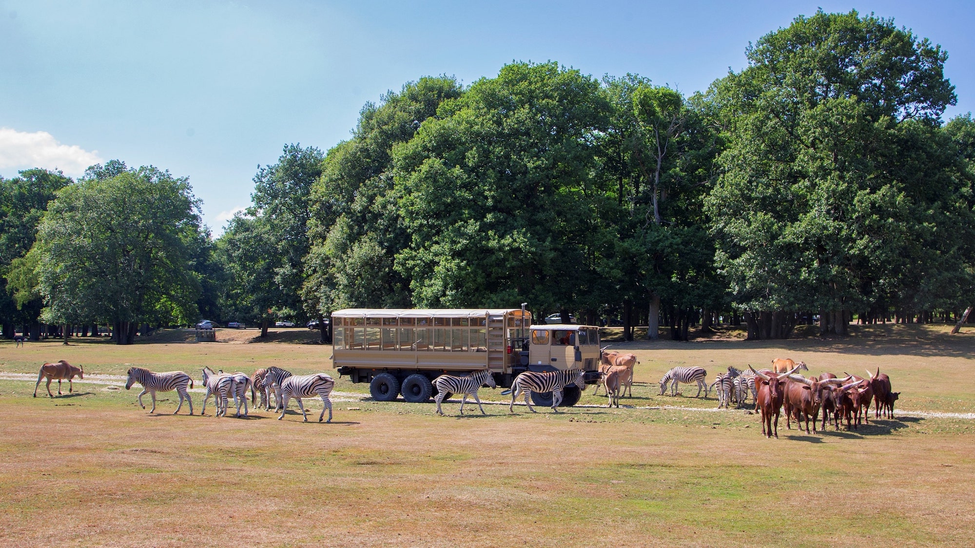 Camion brousse du ZooSafari de Thoiry