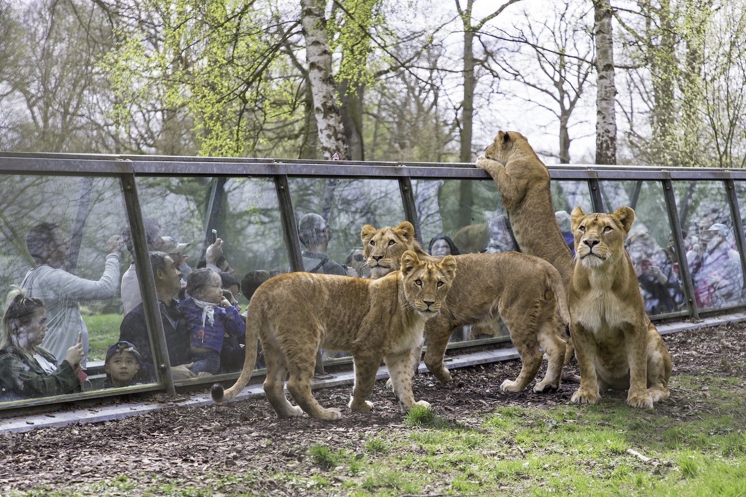 Tunnel des lions 